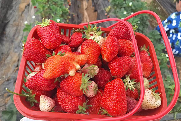 Hari Keseronokan Mesin Bintang Qingdao di Medan Strawberry